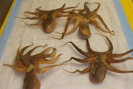 Photograph of four octopi.